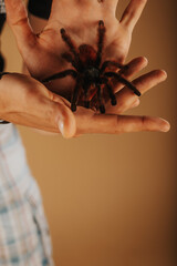 Close up of a tarantula