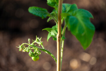 detail of green unripe tomatoes