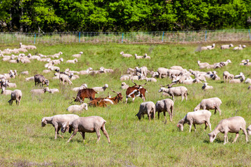 Fototapeta premium herd of sheep and goats on the meadow