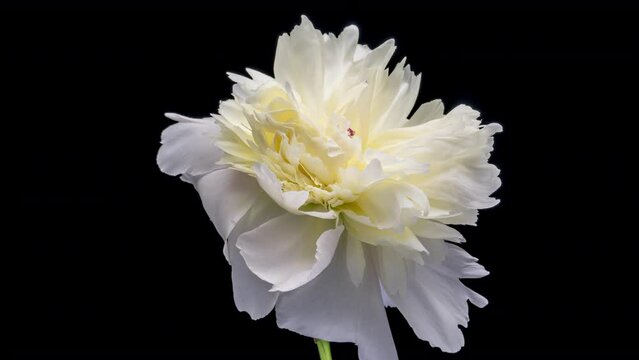 Timelapse of white peony flower blooming on black background
