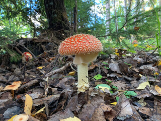 Red fly toxic agaric mushroom closeup 3