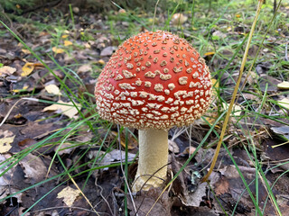 Red fly toxic agaric mushroom closeup 2