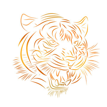 Illustration of a tiger's head in line art style