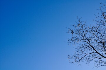 Branche d'arbre dans le ciel bleu