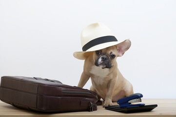 A bulldog dog sits next to a large business leather briefcase with a white hat thrown over his head...