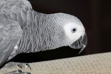 A pet African Grey Parrot playing on top of his cage at his home address. These birds are known for their intelligence, ability to talk and their famous red tails.