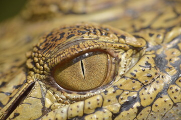 Crocodile eye close up
