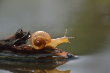 Beautifull snail