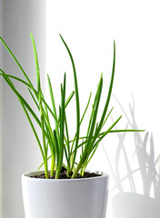 a garden of young onion on a window sill.Growing onions on the windowsill.