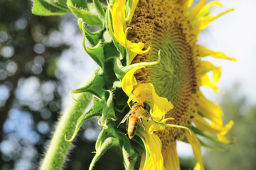Goldenrod crab spider or Thomisus Onustus at yellow sunflower, Nature hunter insect