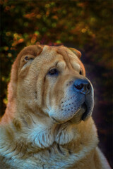 Autumn portrait of a dog