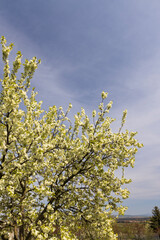Tree in spring landscape, Czech Republic