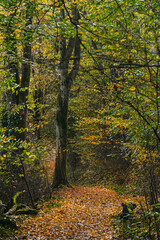 Herbstwald Marburg Dammelsberg