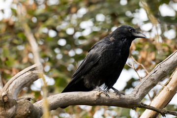 black raven branch trees bushes animal portrait