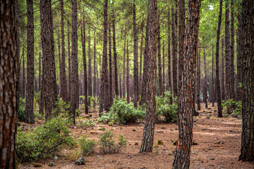 Fototapeta premium Sunset view of forest focused on single tree in pine tree forest in autumn. selective focus