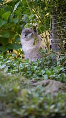 Zwichen Blättern sitzende Katze