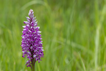 wild orchid in White Carpathian Mountains, Czech Republic