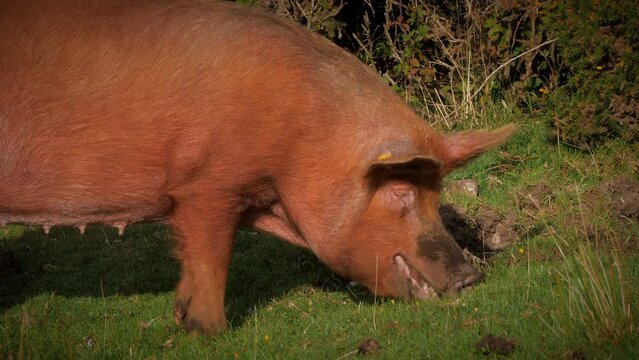 A happy bright red orange Tamworth Sow Pig munching grass, sideways view of head and front legs