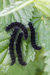 black caterpillars on a green leaf