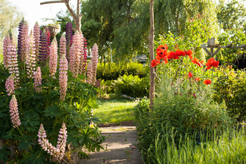 Lupine und Mohn im Garten - obrazy, fototapety, plakaty