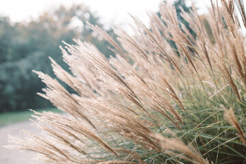 Abstract natural background of soft plants Cortaderia selloana. Pampas grass on a blurry bokeh, Dry reeds boho style. Fluffy stems of tall grass in winter