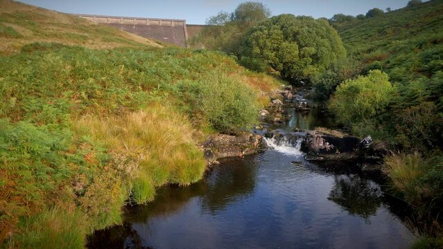 The River Avon, Dartmoor National Park as it flows from Avon Dam and Reservoir showing a little waterfall and a large rotund tree and browning bracken on the riverbank.