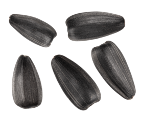 set of sunflower seeds isolated on a white. the entire image in sharpness.