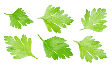  parsley leaves set isolated on white. the entire image in sharpness.