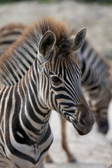 Close-p partial young zebra mane animal portrait