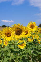 Vertical shot of bright yellow sunflower (Helianthus annuus) inflorescences in their own field on hot summer morning against background of neighboring mowed field and blue sky with clouds