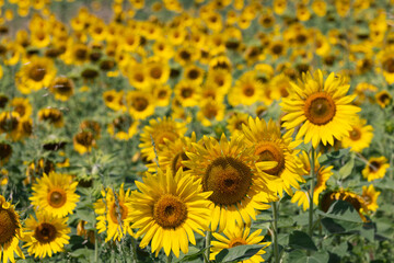 Different period of maturation of sunflower (Helianthus annuus) seeds apparently depends on the quality of the seeds used when planting it