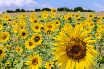 Summer yellow sunflowers on a field under blue sky (Selective focus)