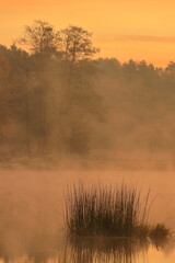 Sunrise over the lake. A clump of reeds in the foreground. October. Poland