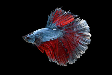 Blue color at swaying on black background ,Siamese fighting fish(Rosetail)(half moon),fighting fish,Betta splendens, clipping path