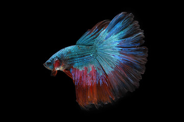 Blue color at swaying on black background ,Siamese fighting fish(Rosetail)(half moon),fighting fish,Betta splendens, clipping path
