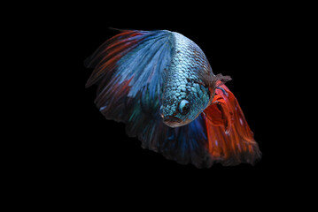 Blue color at swaying on black background ,Siamese fighting fish(Rosetail)(half moon),fighting fish,Betta splendens, clipping path
