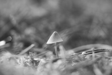 a filigree small mushroom, taken in black and white, in soft light.