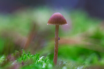 a filigree little mushroom on the forest floor in soft light. Macro shot nature