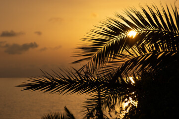 Palm trees and the sunset on the seaside