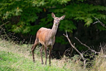 Cerf élaphe (Cervus elaphus) biche en automne. Alpes. France