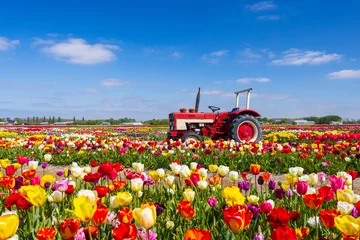 Fotobehang Field of tulips with old tractor near Keukenhof, The Netherlands © Richard Semik
