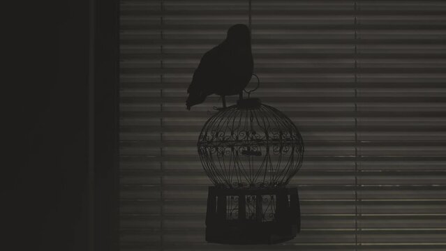 Black raven on a cage in the dark room.