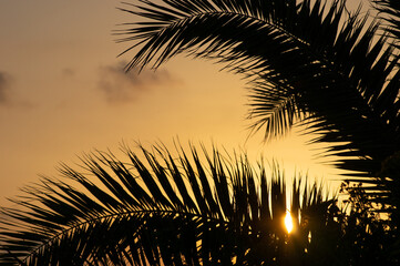 Palm trees and the sunset on the seaside