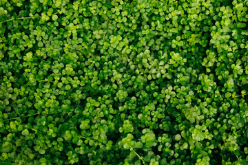 Young Caucasian woman traveler smiling happy talking on the smartphone at the city. Valencia, Old Town, Spain