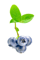 A bunch of ripe blueberries with leaves, isolated on white background.