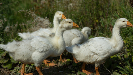 Geese in summer. Geese on farm in village. Waterfowl on shore. Goslings on pond.