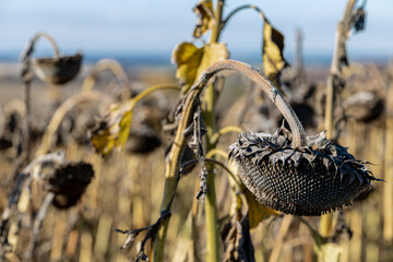 old sunflower on the background of the field.