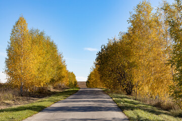 Obraz premium empty country road in autumn in sunny weather.