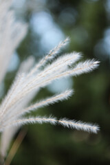 Blurred Bokeh Nature Background with Wild Dry Grass on Wind. Beautiful Defocused Aesthetic Wallpaper. Autumn Nature.