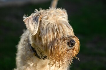 Closeup of a Soft Coated Wheaten Terrier looking aside